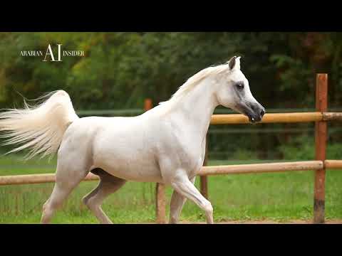 ALRAYYAN FARM | Stud