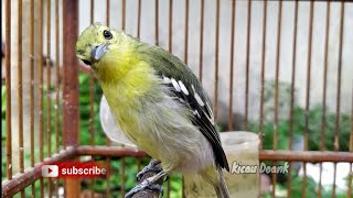 Download lagu Siulan Cipoh Gacor | Pancingan Bunyi Burung Sirtu mp3