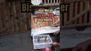 Download lagu Jual Ayam KUB Murah Bisa Ecer #shorts mp3 Download lagu Jual Ayam KUB Murah Bisa Ecer #shorts mp3