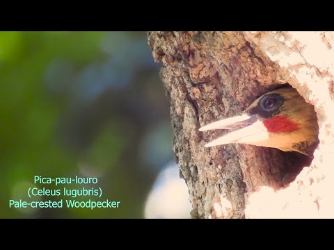 PICA-PAU-LOURO macho no ninho (CELEUS LUGUBRIS), PALE-CRESTED WOODPECKER. Estação de reprodução.