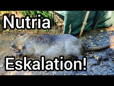 Nutria Jagd mit Büchse und Falle - Große Schäden durch Sumpfbiber an Kartoffeln und Mais