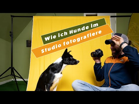 Hunde im Studio fotografieren