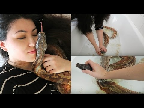 再也不會了!蛇眼帽的移除 (NOT AGAIN! Blood Python Stuck Shed | Removing Snake Eye Cap)