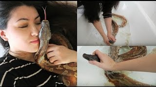 NOT AGAIN! Blood Python Stuck Shed | Removing Snake Eye Cap