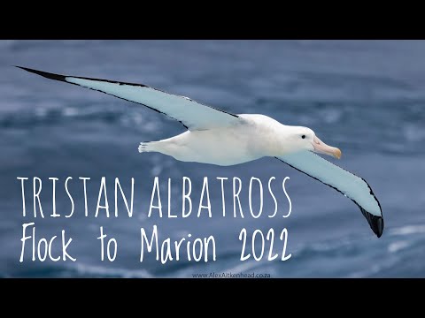 Tristan Albatross: Flock to Marion 2022 aboard the MSC Orchestra, Marion Island, with Peter Harrison
