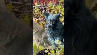 Blue dogs spotted in Chernobyl Exclusion Zone