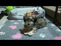 Havanese puppy for sale