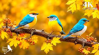 🐦 Pure Wild Birdsong in Nature 🌳 A Calm Forest Retreat for Focus, Relaxation & Better Sleep