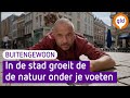De stad niet groen genoeg? De natuur zit letterlijk onder je voeten - BuitenGewoon