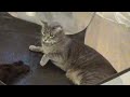 Gray Tabby And Black Cat In A Swatting Match Playful Paw Smacks