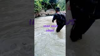 Download lagu #ikan #jurung #soro #tamra #ikan #langka #vidio #shorts mp3