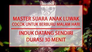 Download lagu SUARA MASTER ANAK LUWAK - COCOK UNTUK BERBURU - DURASI 30 MENIT mp3 Download lagu SUARA MASTER ANAK LUWAK - COCOK UNTUK BERBURU - DURASI 30 MENIT mp3