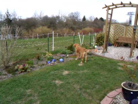 Skrolly und die Pferde