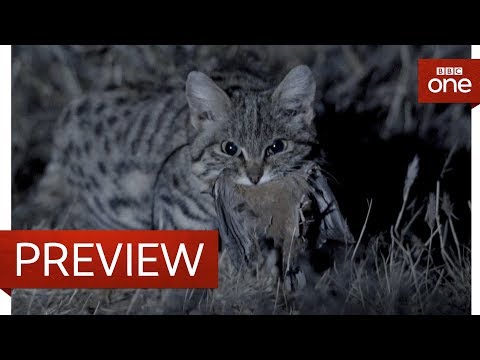 Deadliest cat on Earth - Big Cats: Preview - BBC One