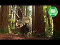 ADVENTURES OF DINOSAURS CERATOPS PART 2 Dinosaur Movie SD QUALITY FULL MOVIE EN