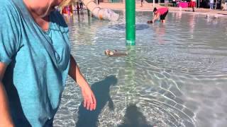 Pool party doggie style
