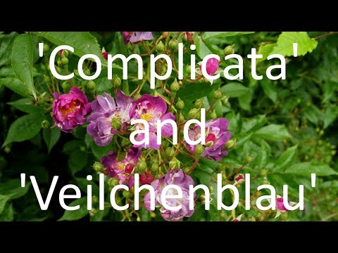 download lagu mp3 mp4 Veilchenblau Pruning, download lagu Veilchenblau Pruning gratis, unduh video klip Veilchenblau Pruning