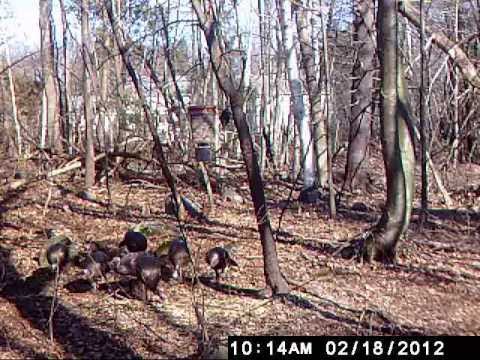 Turkeys in Billerica, MA