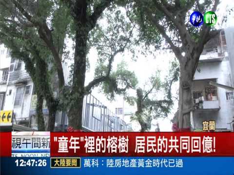 "童年"裡的榕樹 立牌列保護景觀