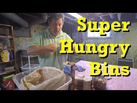 Feeding newest 19-, 35- & 50-day old red wiggler worm bins - vermicomposting