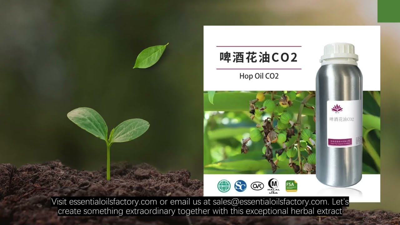 Panax Ginseng C. A. Mey Concrete – A Rich and Invigorating Herbal Extract