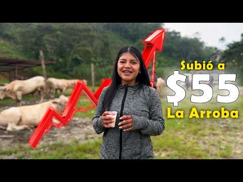 El Precio del Ganado Subió a $55 la Arroba | ¿Seguirá Subiendo?