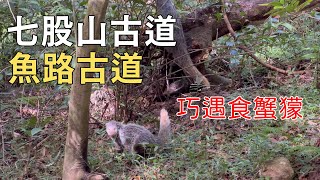 魚路古道O型挑戰：冷水坑出發，品味金山漁民的艱辛與台北山林的驚喜