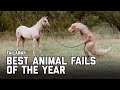 Best Animal Fails of 2020 | FailArmy