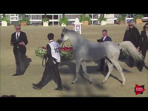 N.147 NADEER AL WAAB - 2019 Qatar Int. Peninsula show - Stallions 4 to 10 years old (Class 10)