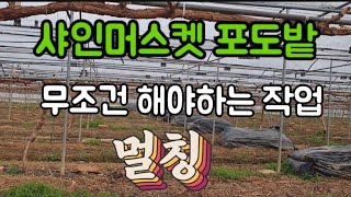 #샤인머스켓재배기술 #멀칭비닐깔기 #비닐하우스비가림하우스