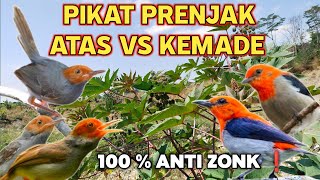 Download lagu Suara pikat Prenjak Atas Kombinasi Burung Kemade Ampuh💯‼️ mp3 Download lagu Suara pikat Prenjak Atas Kombinasi Burung Kemade Ampuh💯‼️ mp3