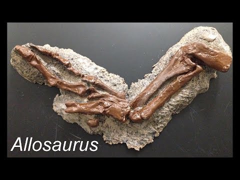 Allosaurus- My Favorite Dinosaur (May 2018 Monthly Fossil)