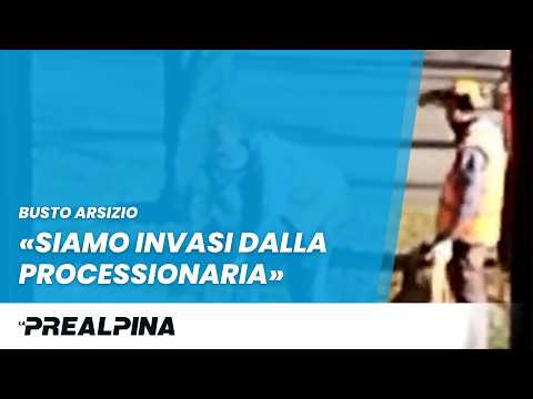 Busto Arsizio, invasi dalla processionaria