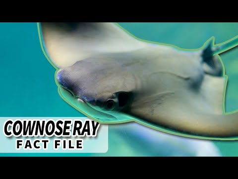 Cownose Ray facts: the FISH that looks like A COW 🐄 Animal Fact Files