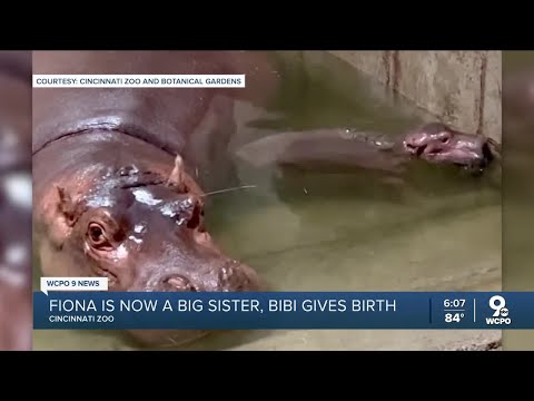Bibi's new baby! Cincinnati Zoo welcomes Fiona the Hippo's sibling