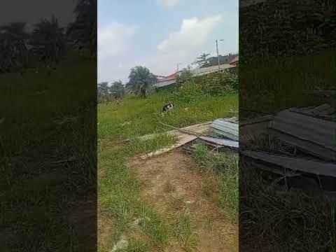 ONE ACRE OF PRIME COMMERCIAL/INDUSTRIAL LAND 📍  Amuwo Odofin Industrial Scheme, Lagos Close to Lord Chosen Church and opposite National Orthopaedic Hospital