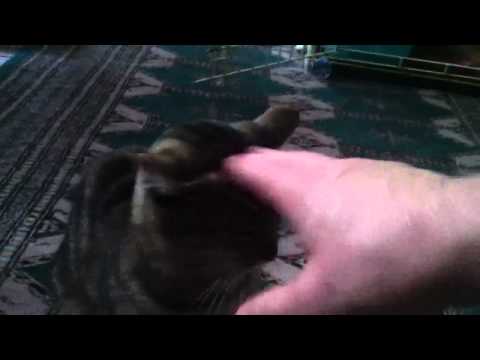 More Chase Charlene...