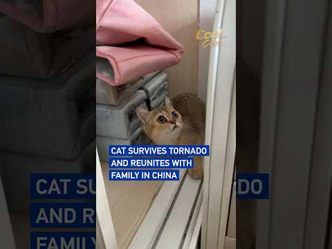 Cat survives tornado and reunites with family in China #coolchina