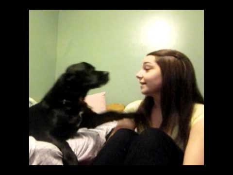 My Dog Rapes Me.... ▶1:33