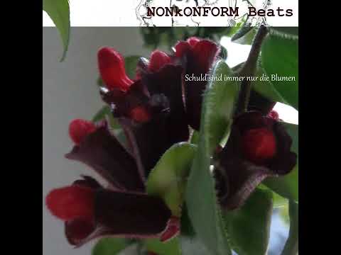 NONkONFORM Beats - Schuld sind immer nur die Blumen