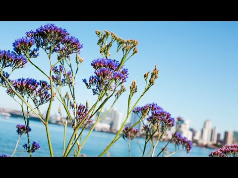 Mellow Psychedelic Journey - Calming & Beautiful