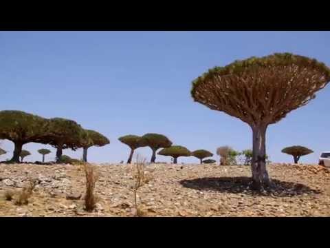 ソコトラ諸島の衛星画像。左側にアフリカの角の先端が見えます。