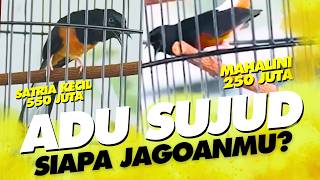 Download lagu ADU SUJUD😱Murai MAHALINI vs SATRIA KECIL Jensina Team di NGobar Gagak Sakti #muraibatu #andribolang mp3