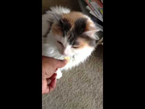 YouTube video about: Can cats eat salt and vinegar chips?