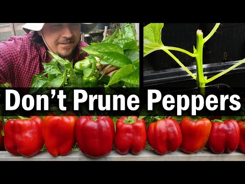 Starting Pepper Seeds Indoors How When and Why Part 1 of 3