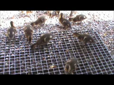 Andemor med ællinger