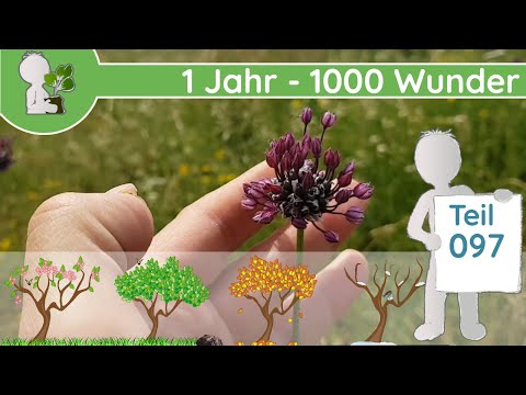 1 Jahr - 1000 Wunder "Schlangenlauch 🐍 & Co" (Teil 097 - 18.06.2019) - Wildkräuter bestimmen (Doku)