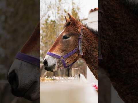 ¿Conocés los caballos con rulos?