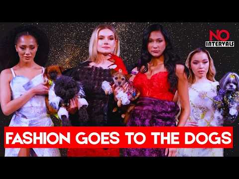 Anthony Rubio Brings Couture Dogs To The Runway | Entertainment & Lifestyle
