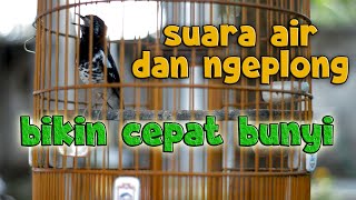 Download lagu SUARA AIR DAN ANIS KEMBANG GACOR, TERAPI ANIS KEMBANG MACET mp3